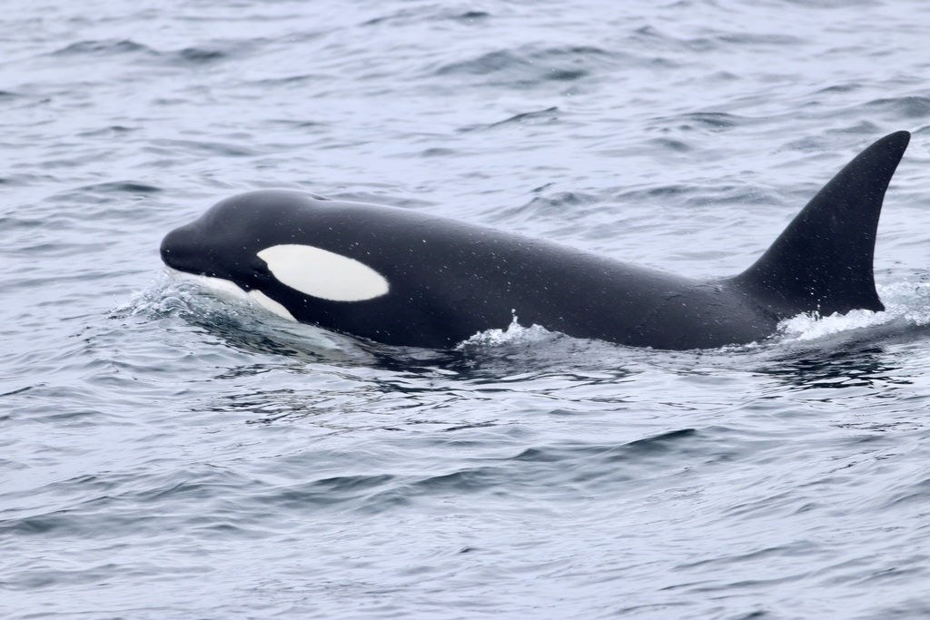 Common Killer Whale