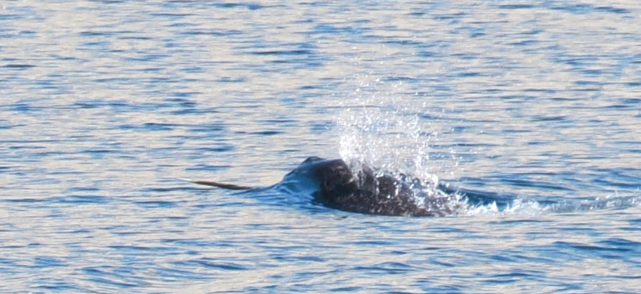 Narwhal