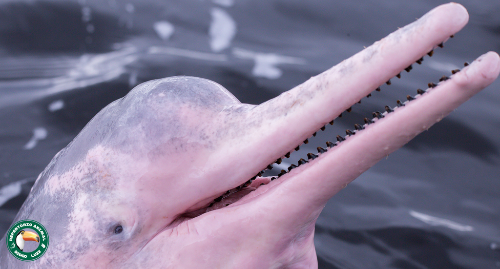 Amazon River Dolphin