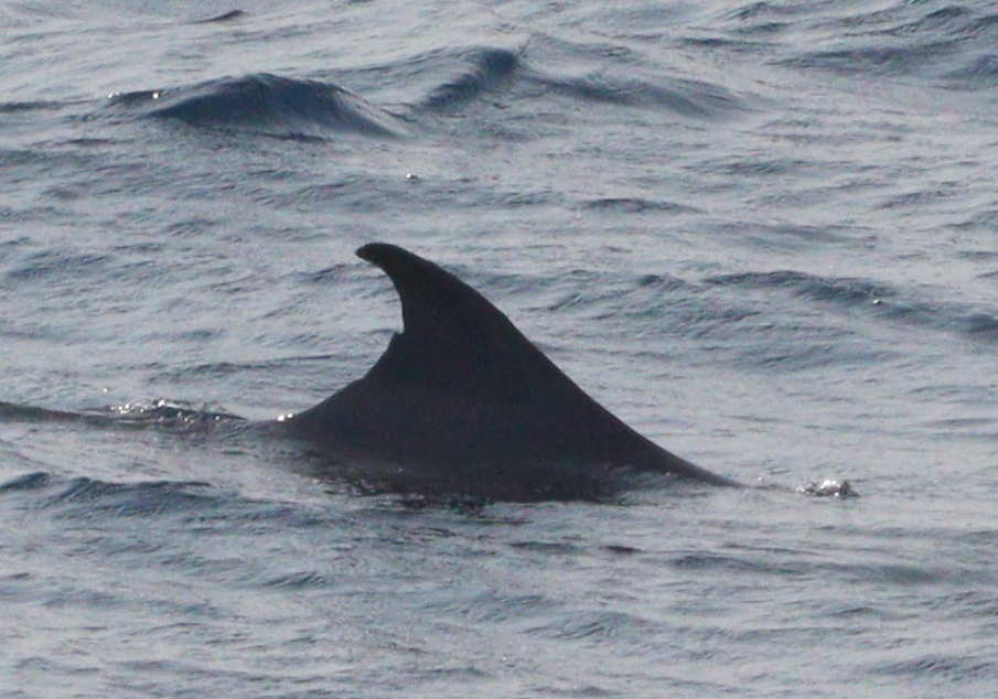 Dwarf Sperm Whale