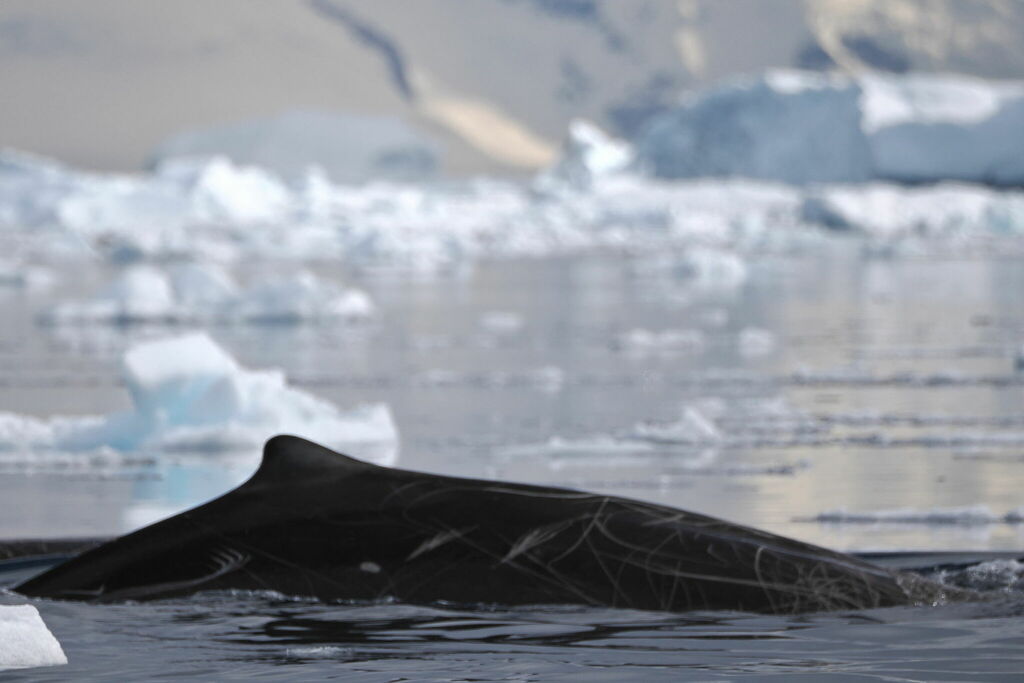 Arnoux’s Beaked Whale