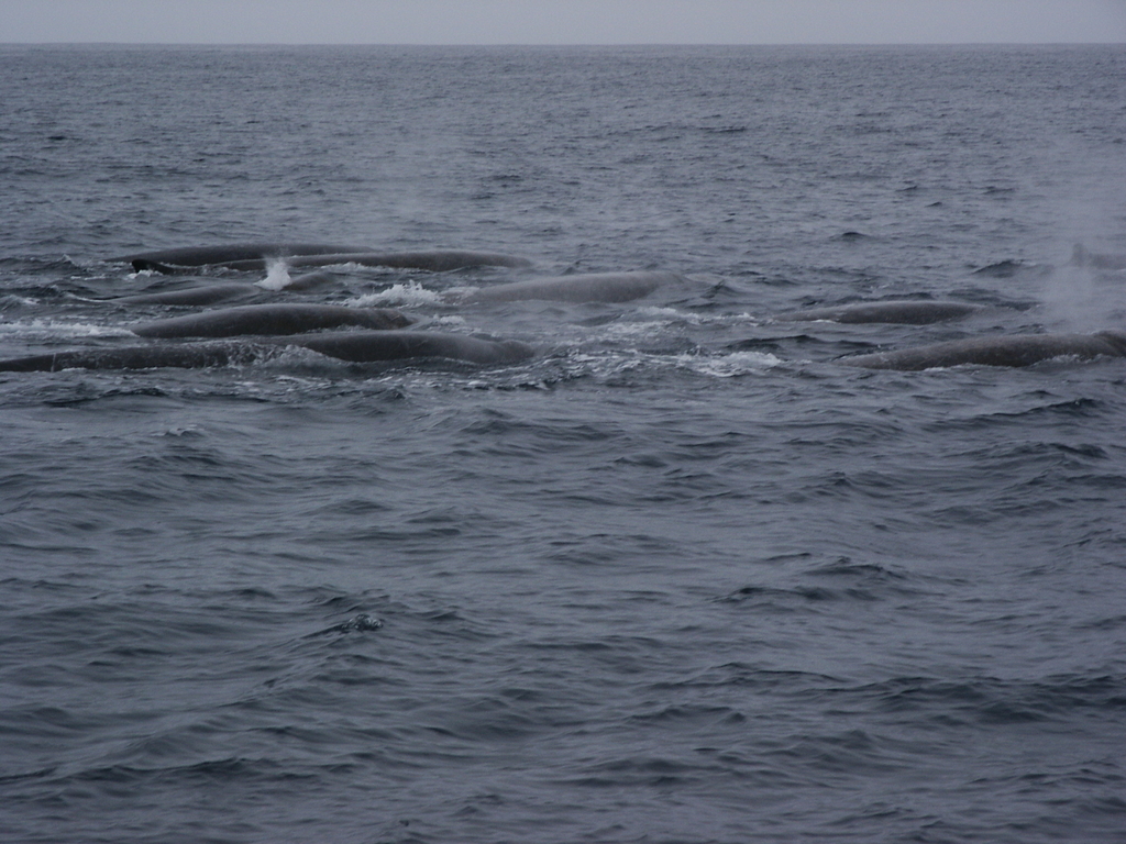 Baird’s Beaked Whale
