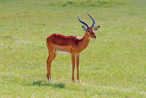 Impala