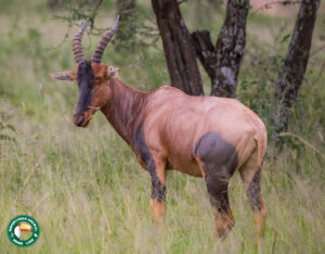 Tsessebe