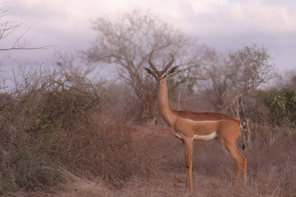 Gerenuk