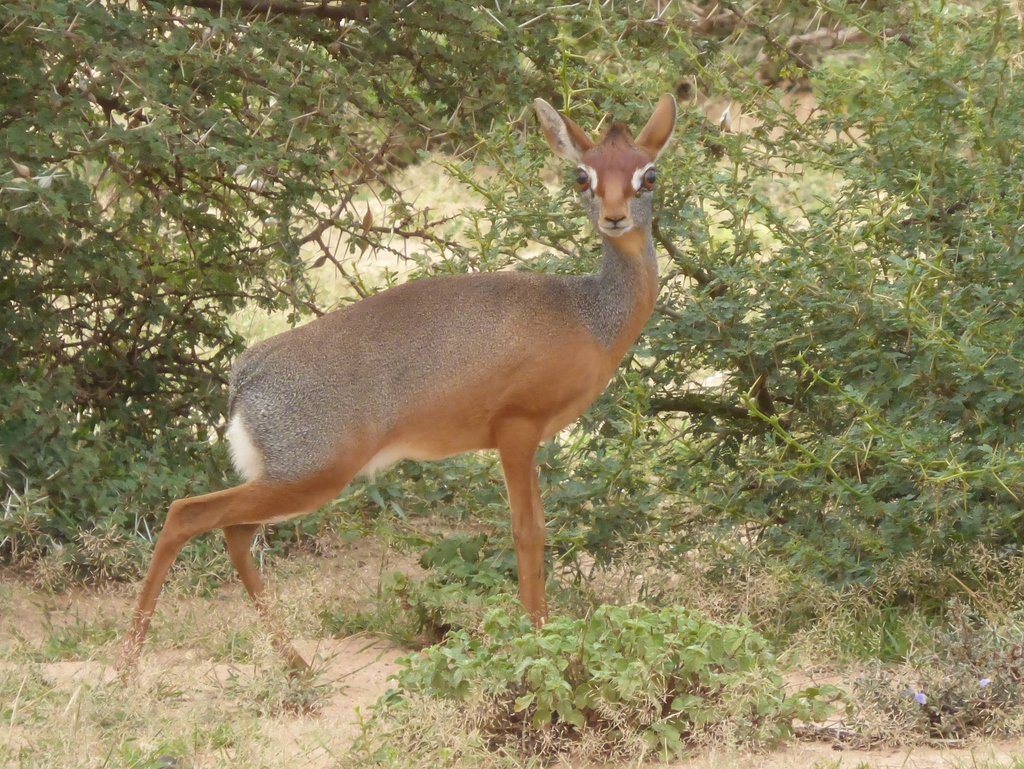 Salt’s Dik-dik