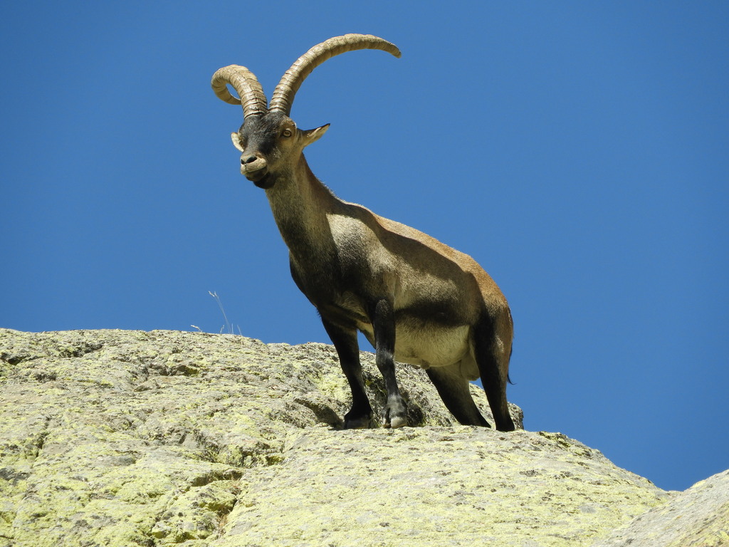 Iberian Ibex