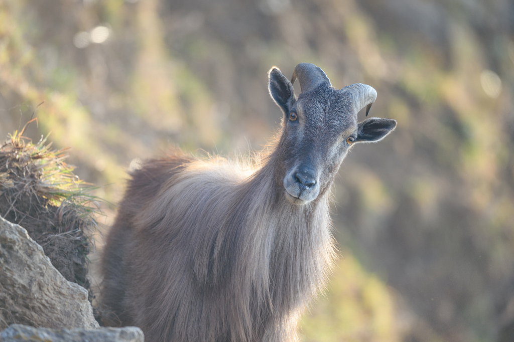 Himalayan Tahr