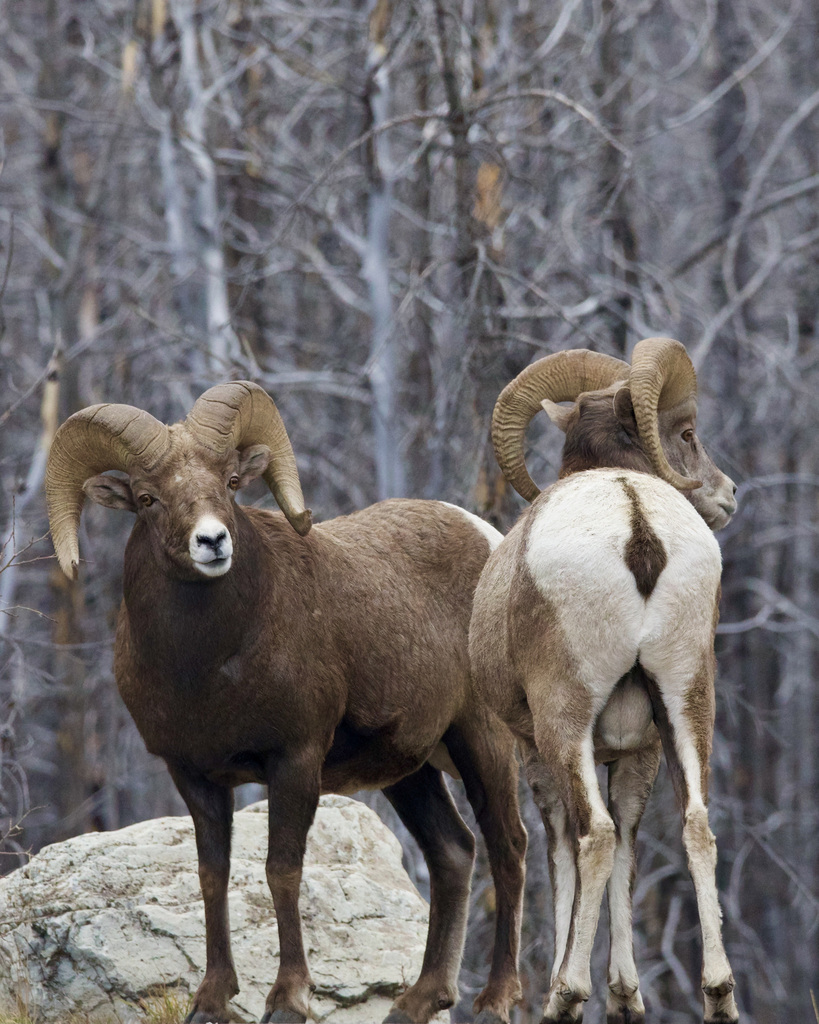 Bighorn Sheep
