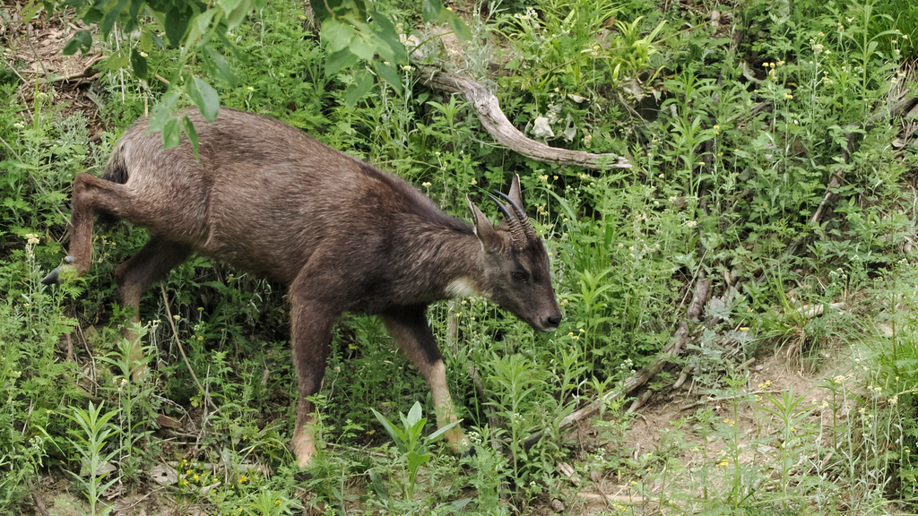 Chinese Goral