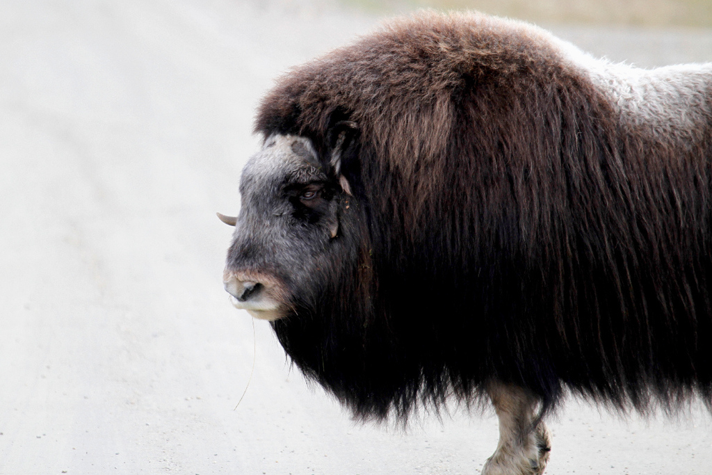 Muskox