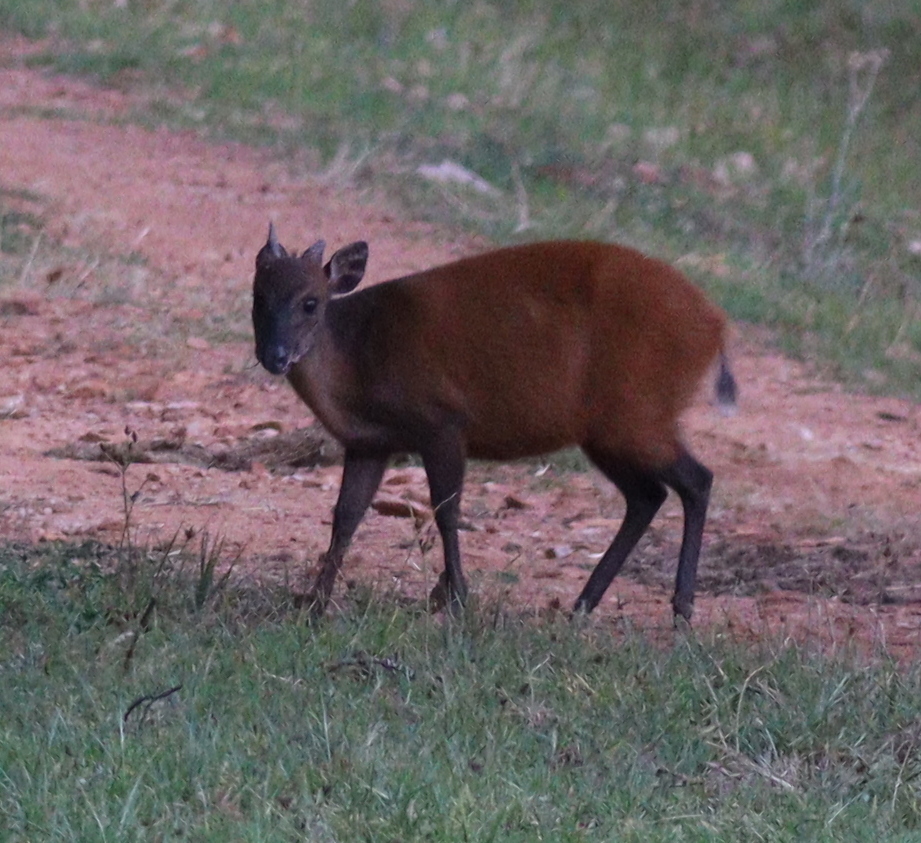 Weyns’s Duiker