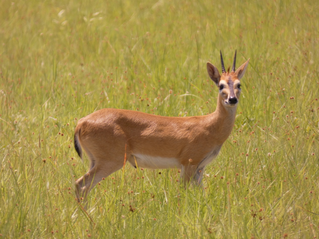 Bush Duiker