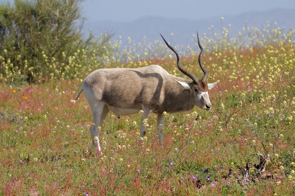 Addax
