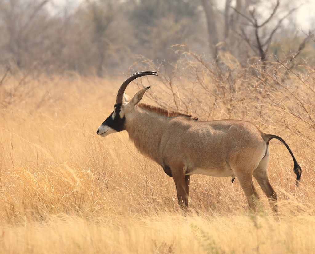 Roan Antelope