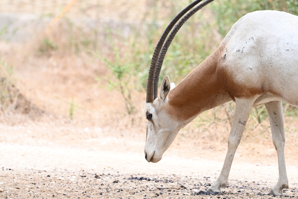 Scimitar-horned Oryx
