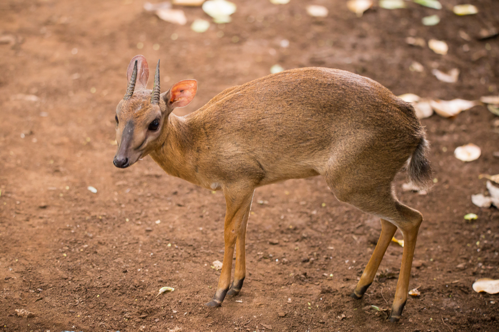 Suni