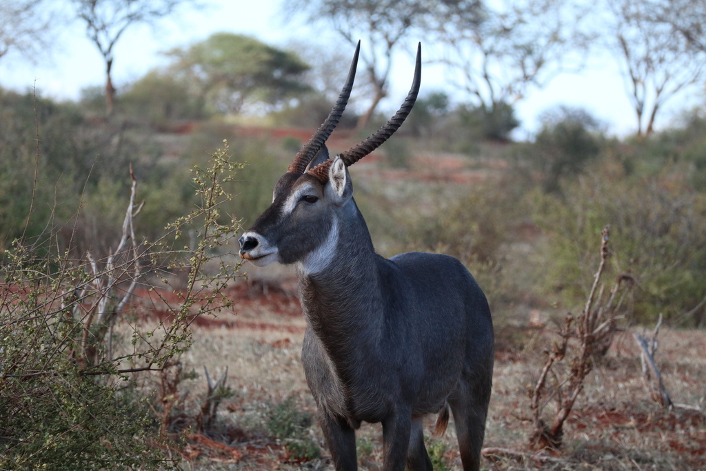 Waterbuck