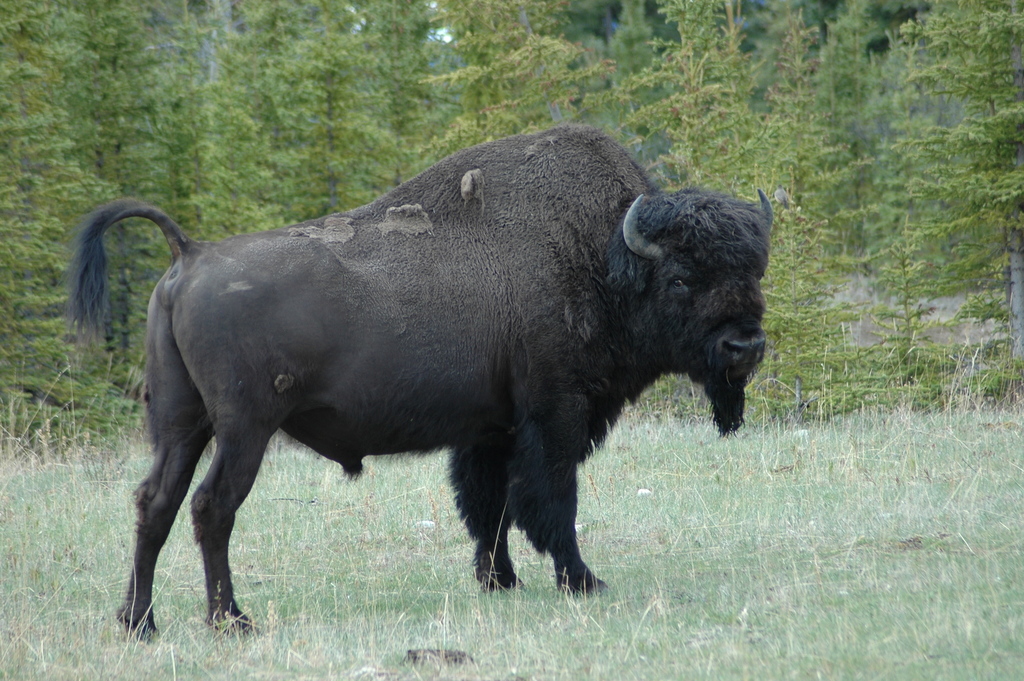 American Bison