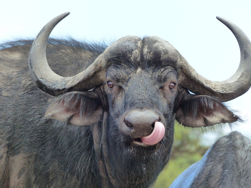 Cape Buffalo