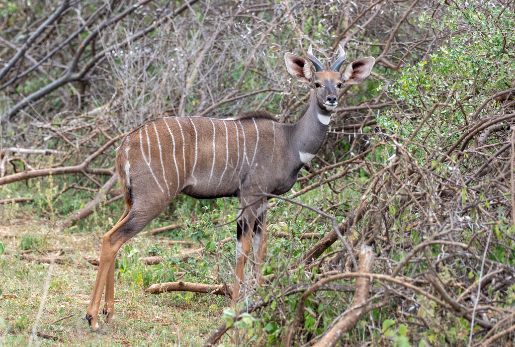 Lesser Kudu
