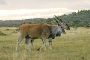 Common Eland