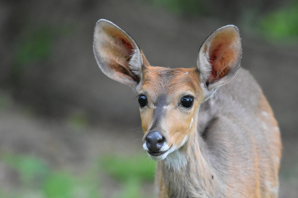 Southern Bushbuck