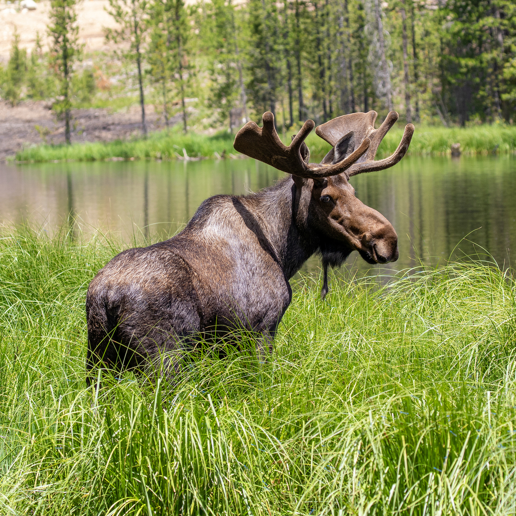 Moose