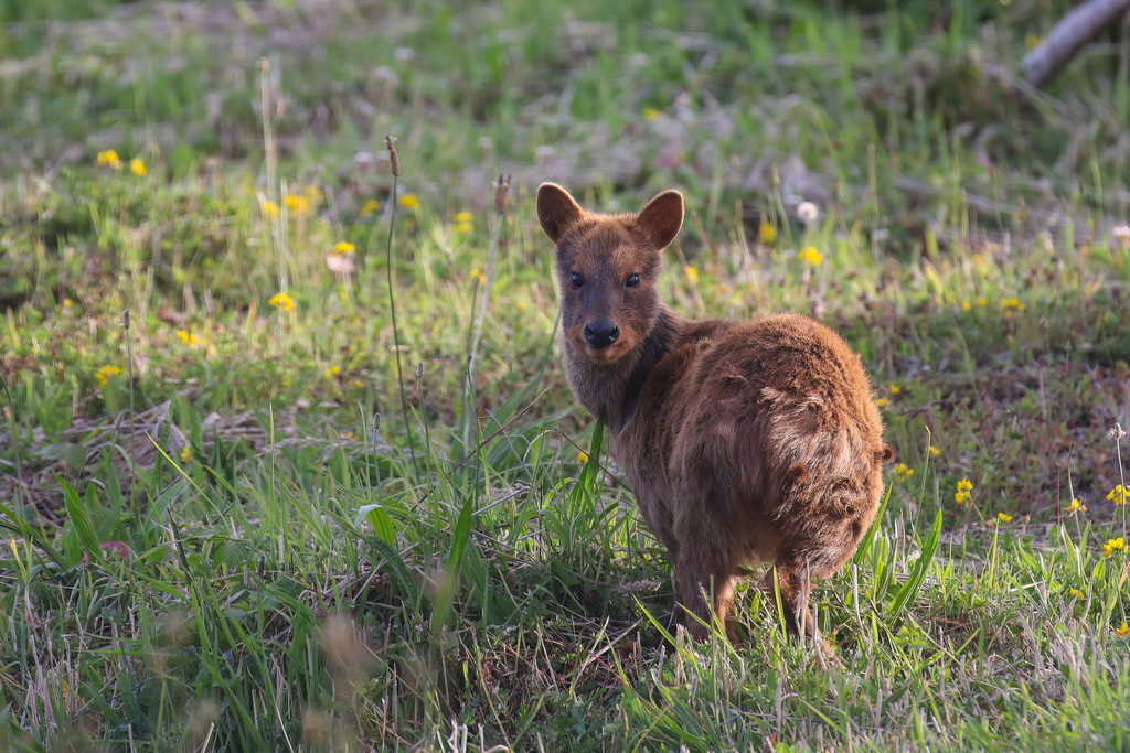 Southern Pudu