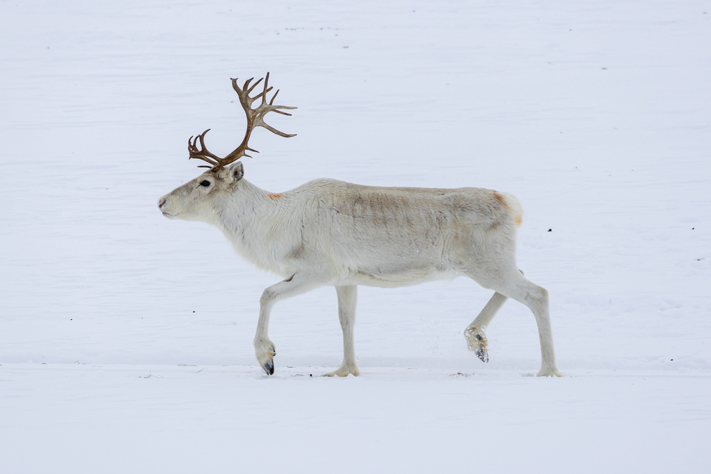 Caribou