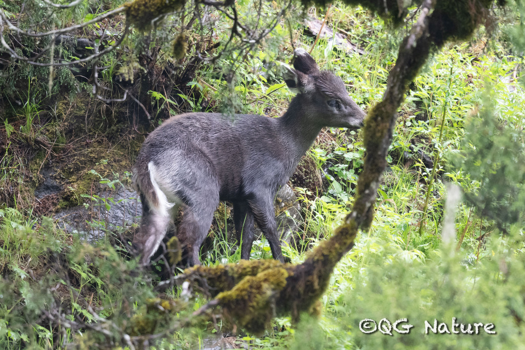 Tufted Deer