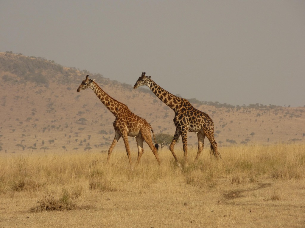 Maasai Giraffe