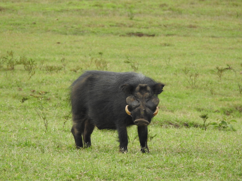 Giant Forest Hog