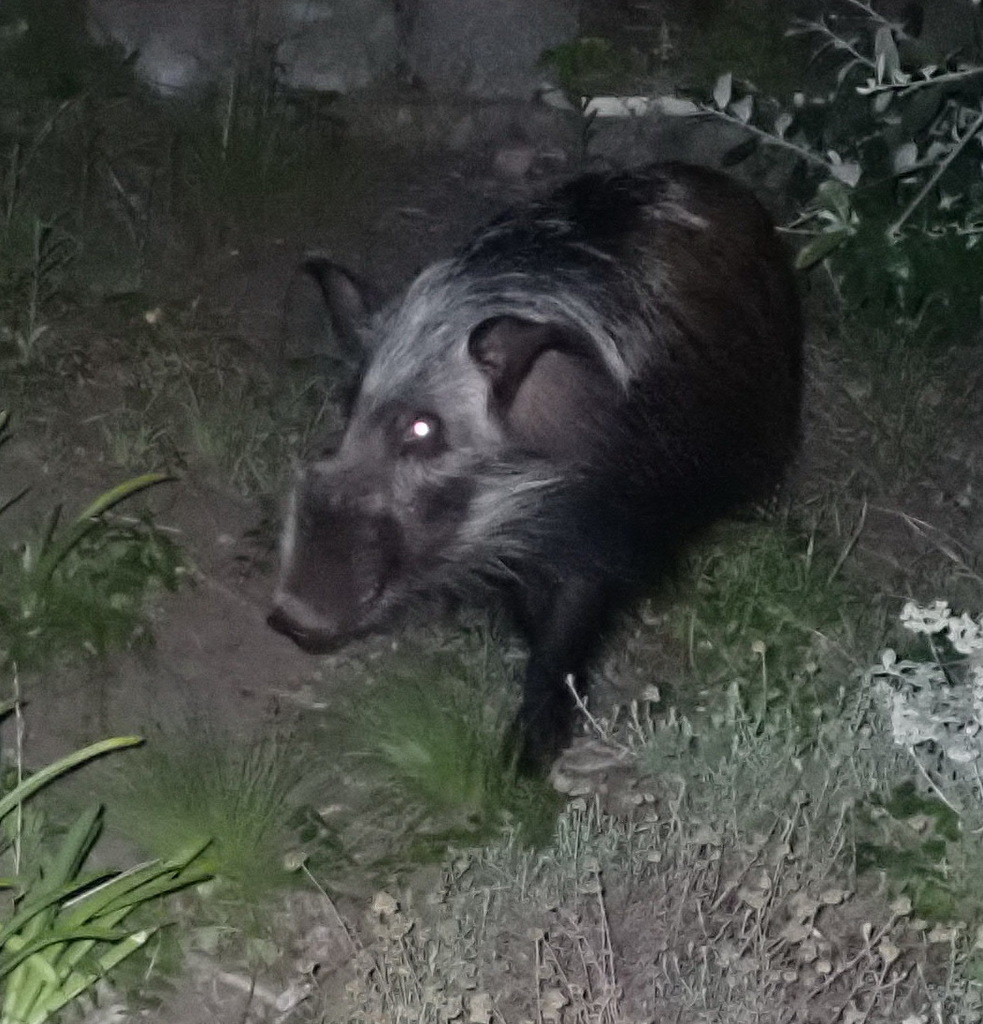 Bushpig