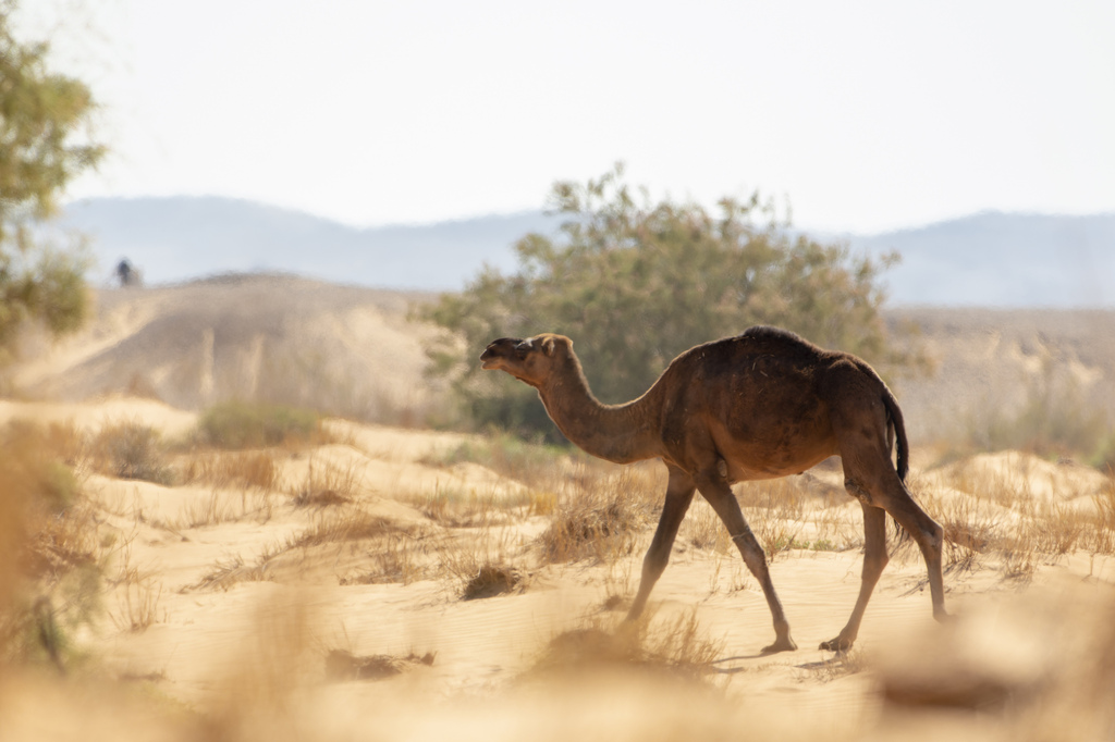 Dromedary Camel
