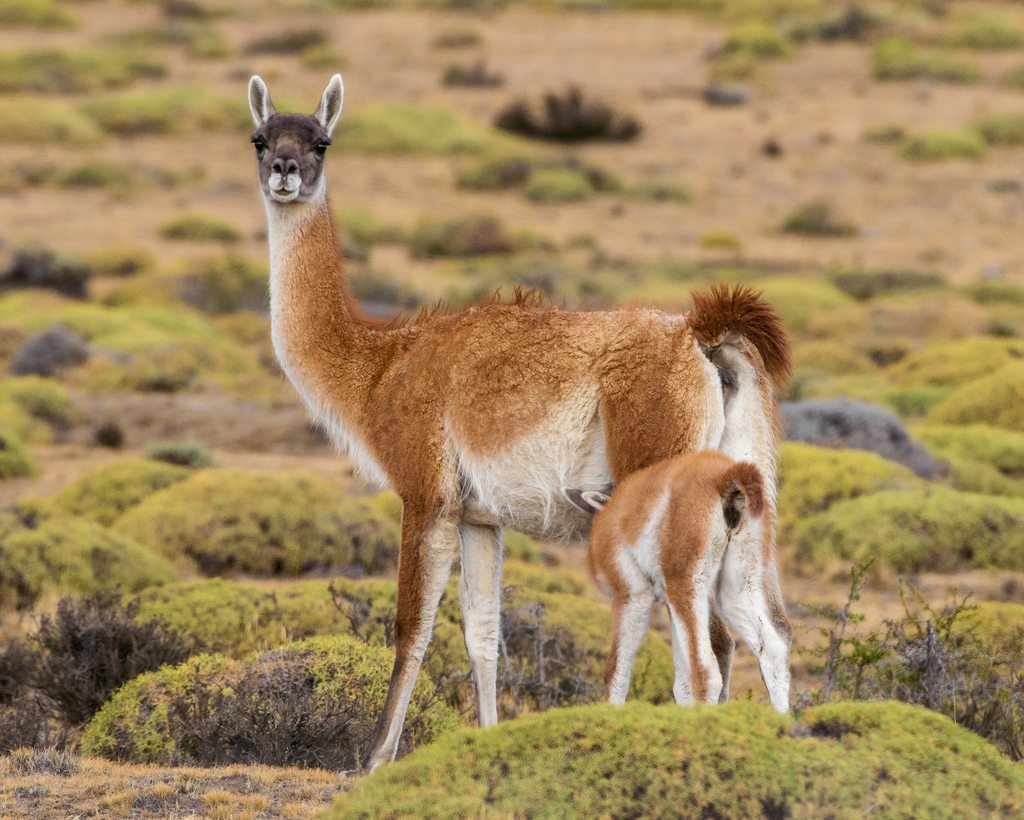 Guanaco