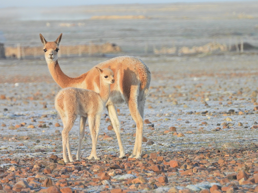 Vicuña