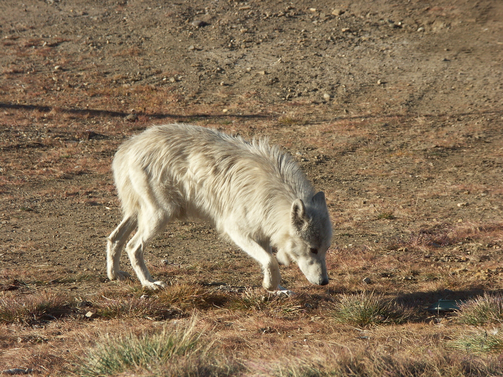 Arctic wolf