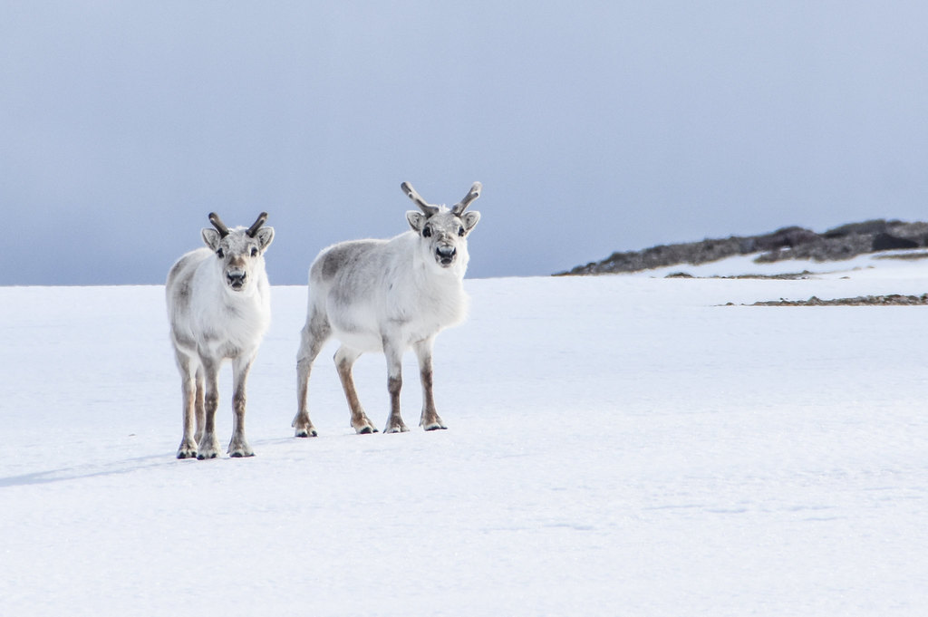 Svalbard reindeer