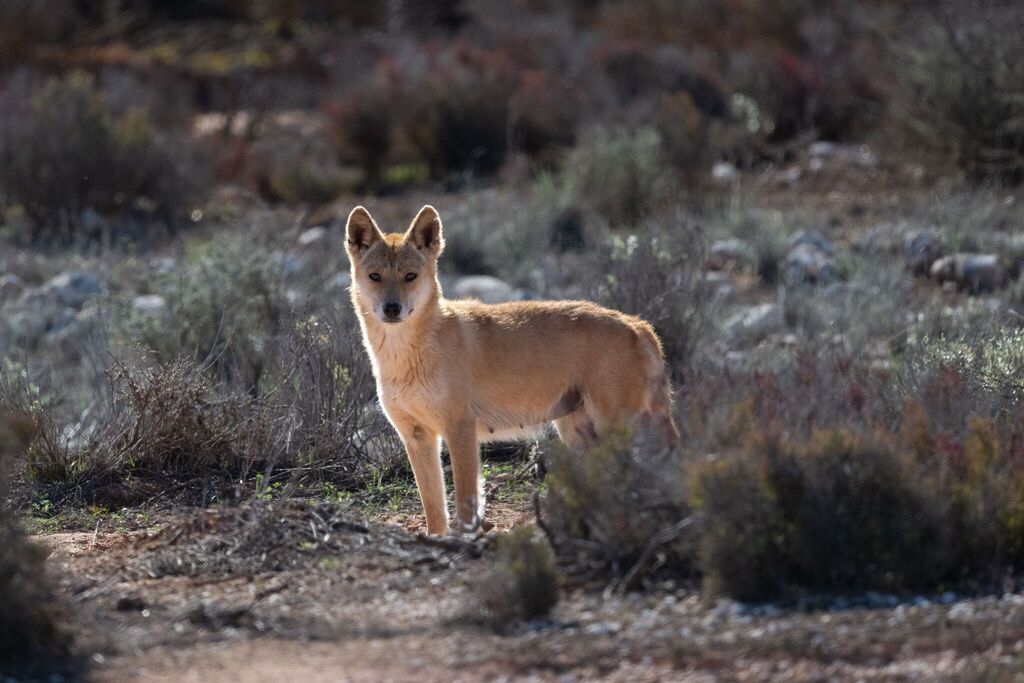 Dingo