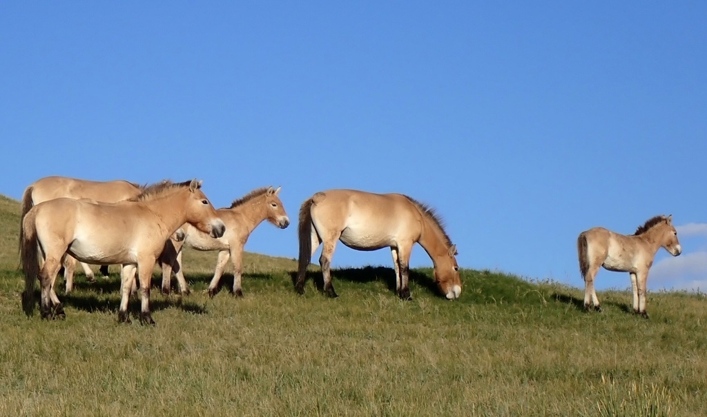 Przewalski's horse