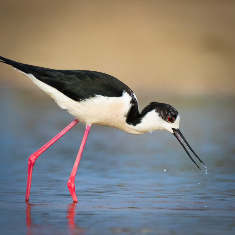 Athens Birding Tour