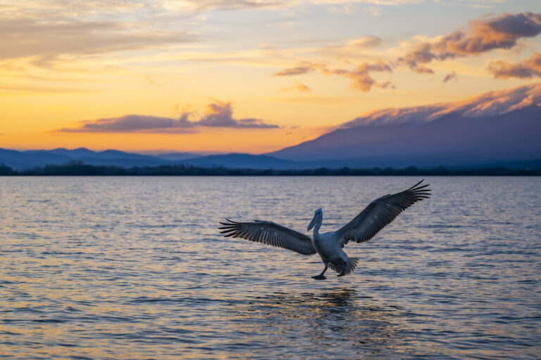 Lake Kerkini Photography Tour