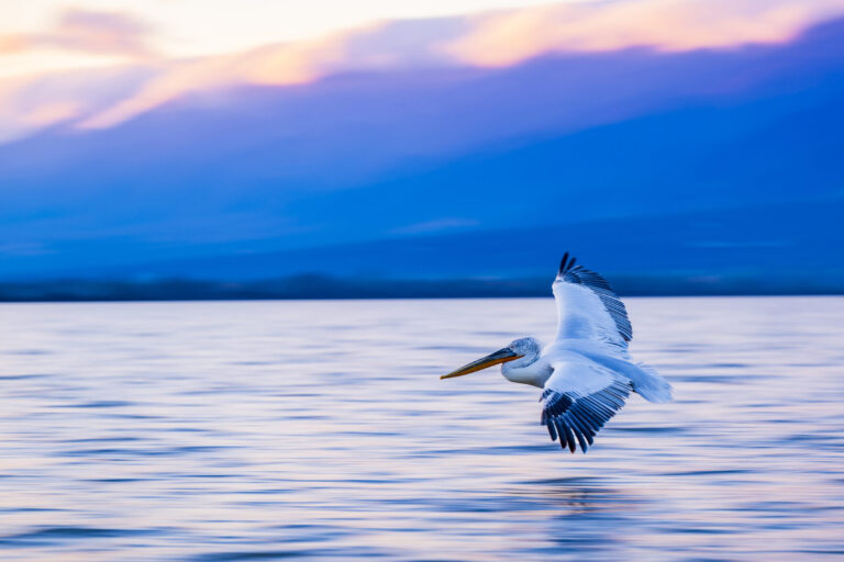 Lake Kerkini Photography Tour