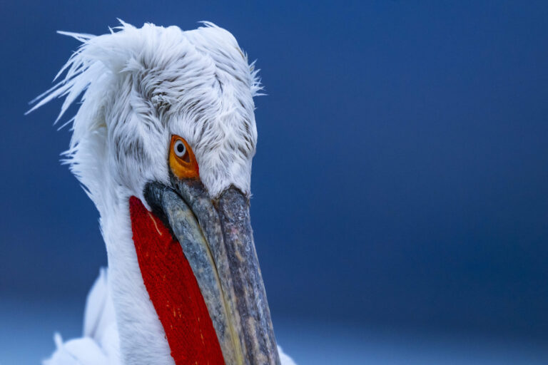 Lake Kerkini Photography Tour