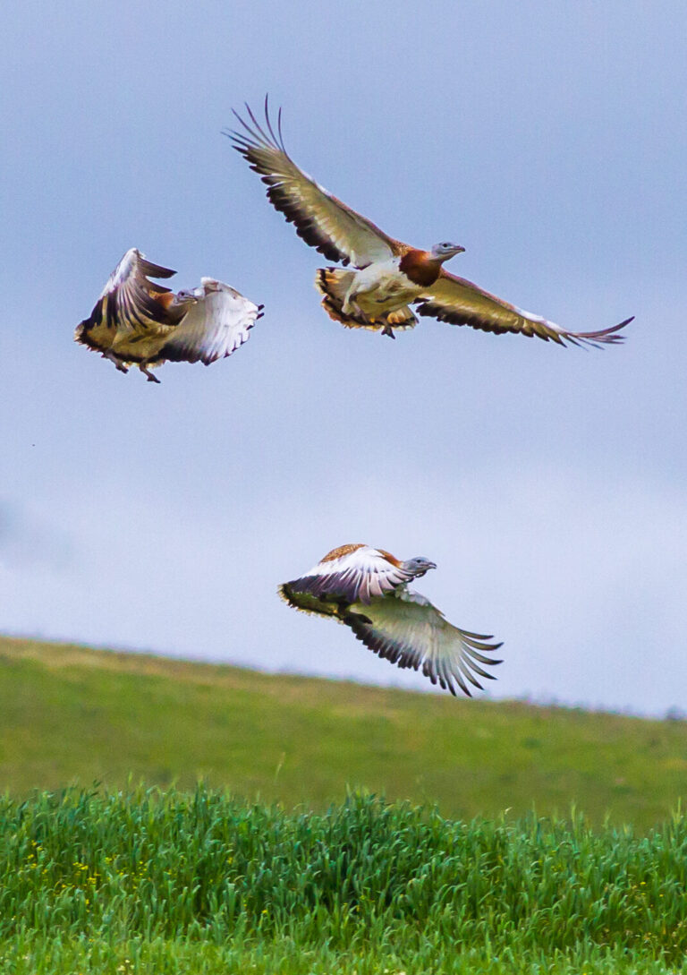 Birding in Portugal