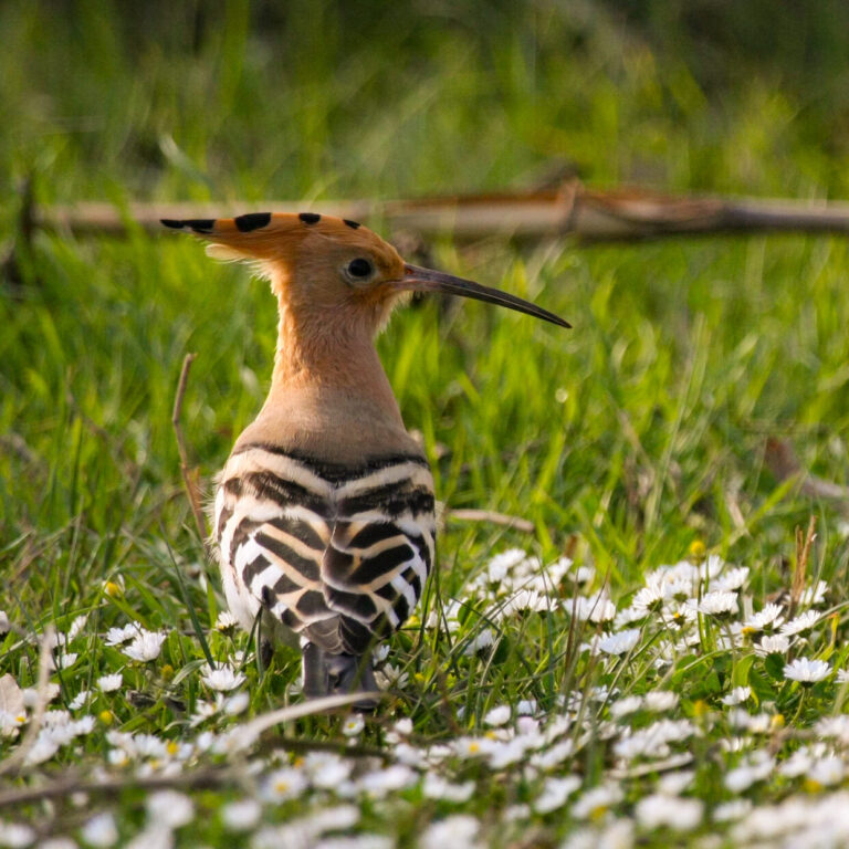 Schinias National Park