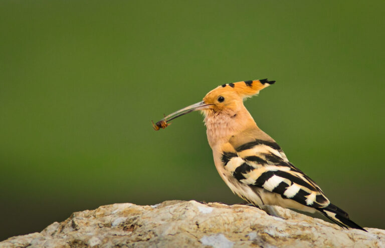 Athens Birding Tour