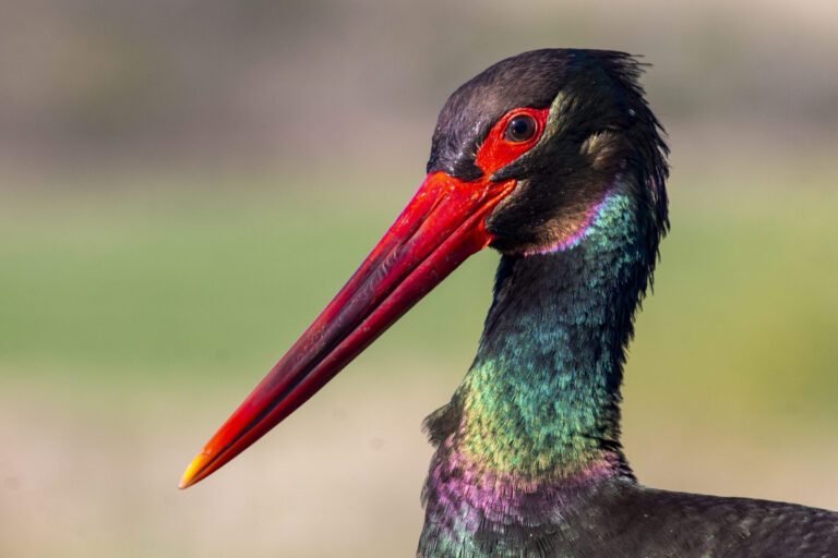 Bulgaria & Northern Greece: Spring Migration Magic