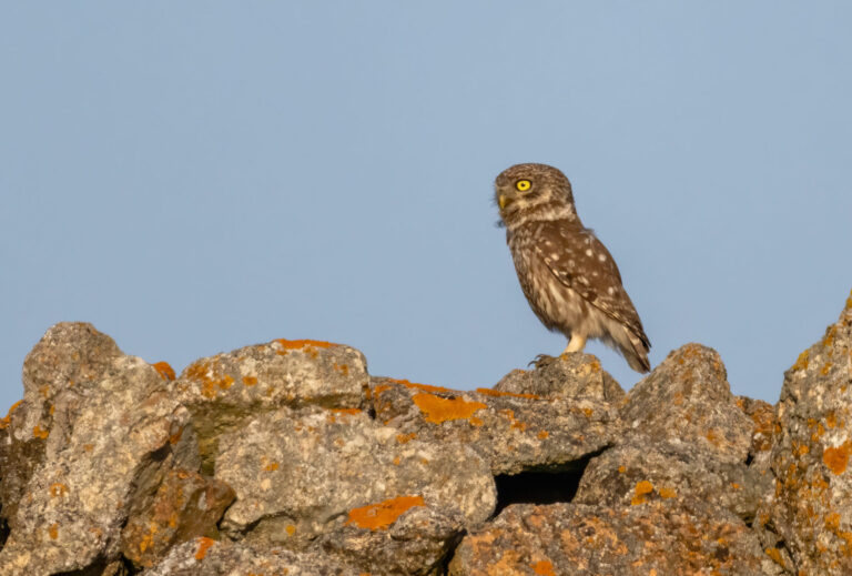 Bulgaria & Northern Greece: Spring Migration Magic
